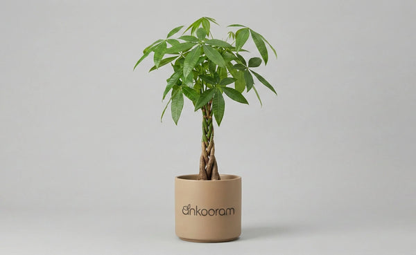 Money Tree Plant