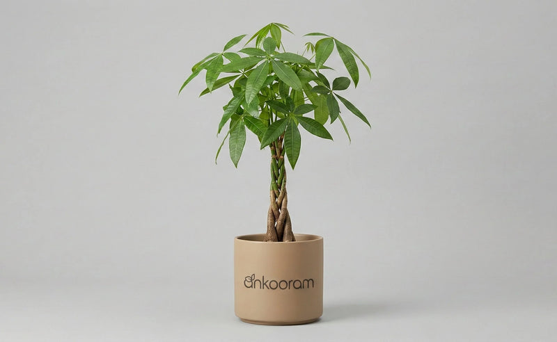 Money Tree Plant