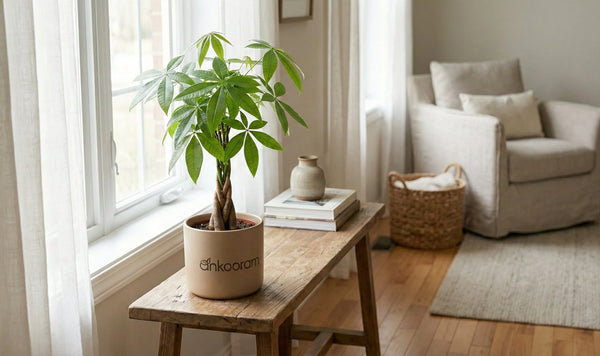 Money Tree Plant