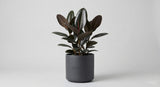 Indoor Plants