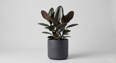Indoor Plants