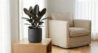 Rubber Plant