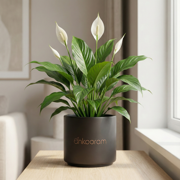 Peace Lily Plant