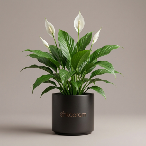 Peace Lily Plant