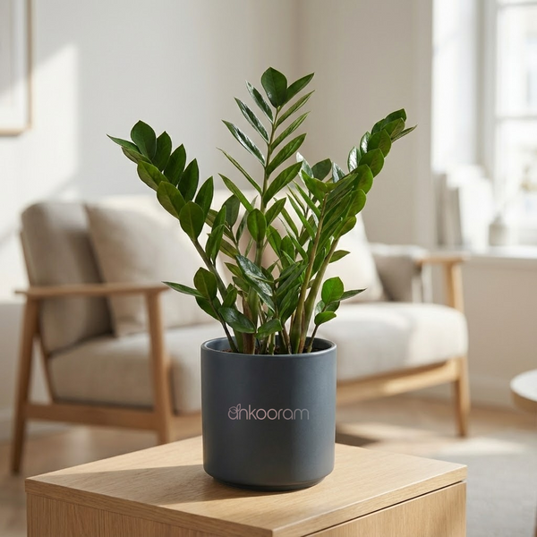 ZZ Plant